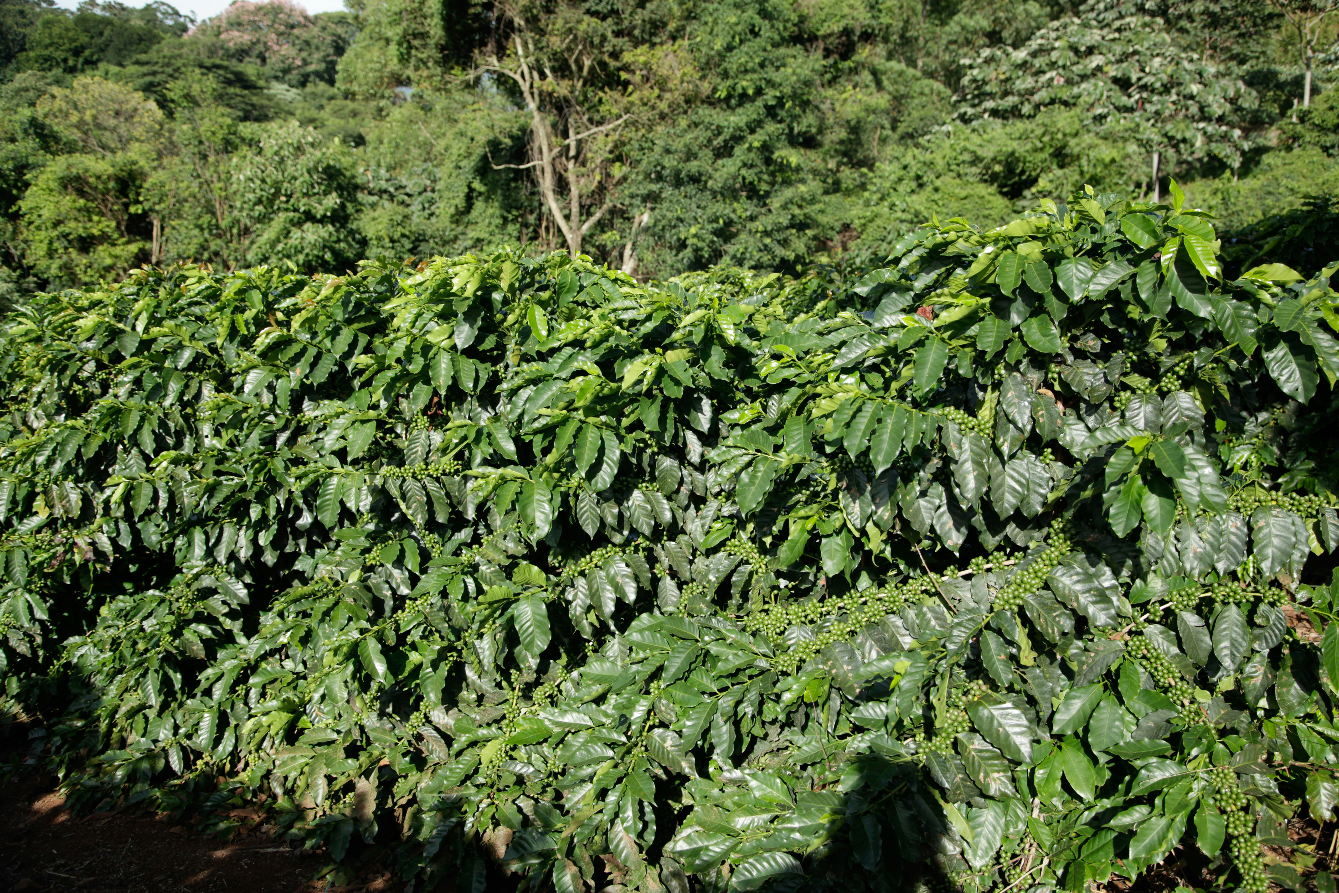 Cultivo